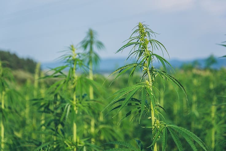 Ohio, Louisiana, New Jersey Are First States to Receive Federal Approval for Hemp Plans